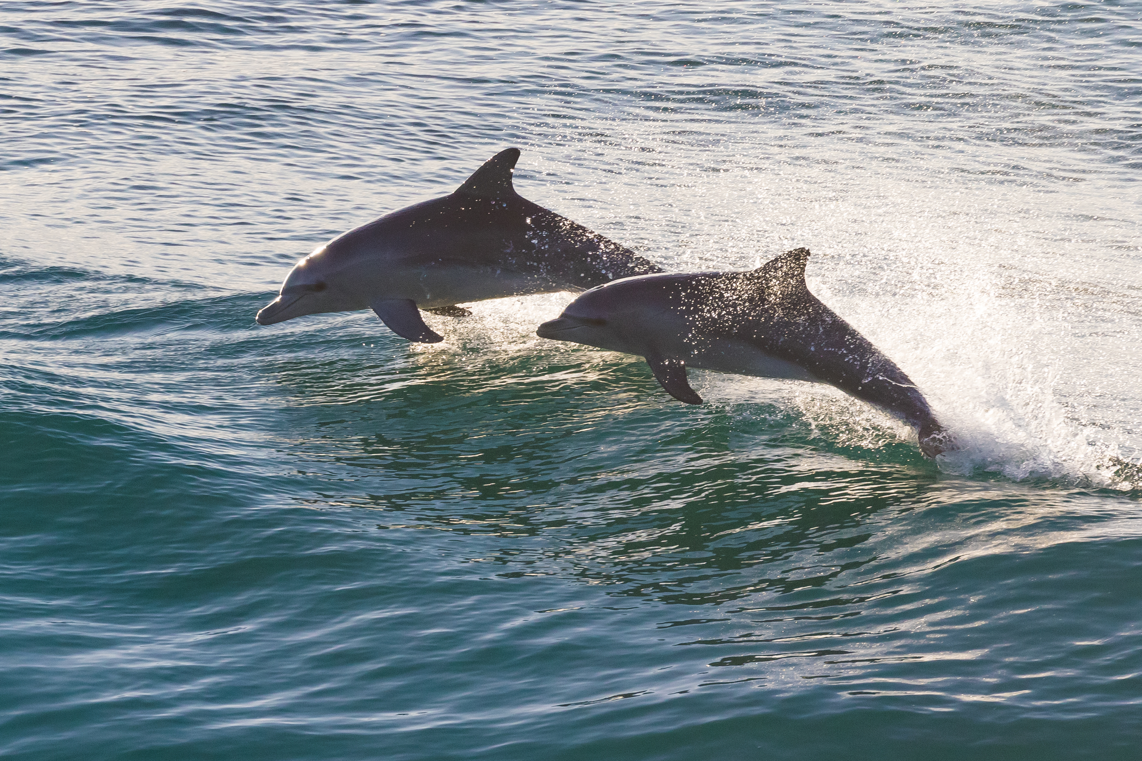 photo of dolphins