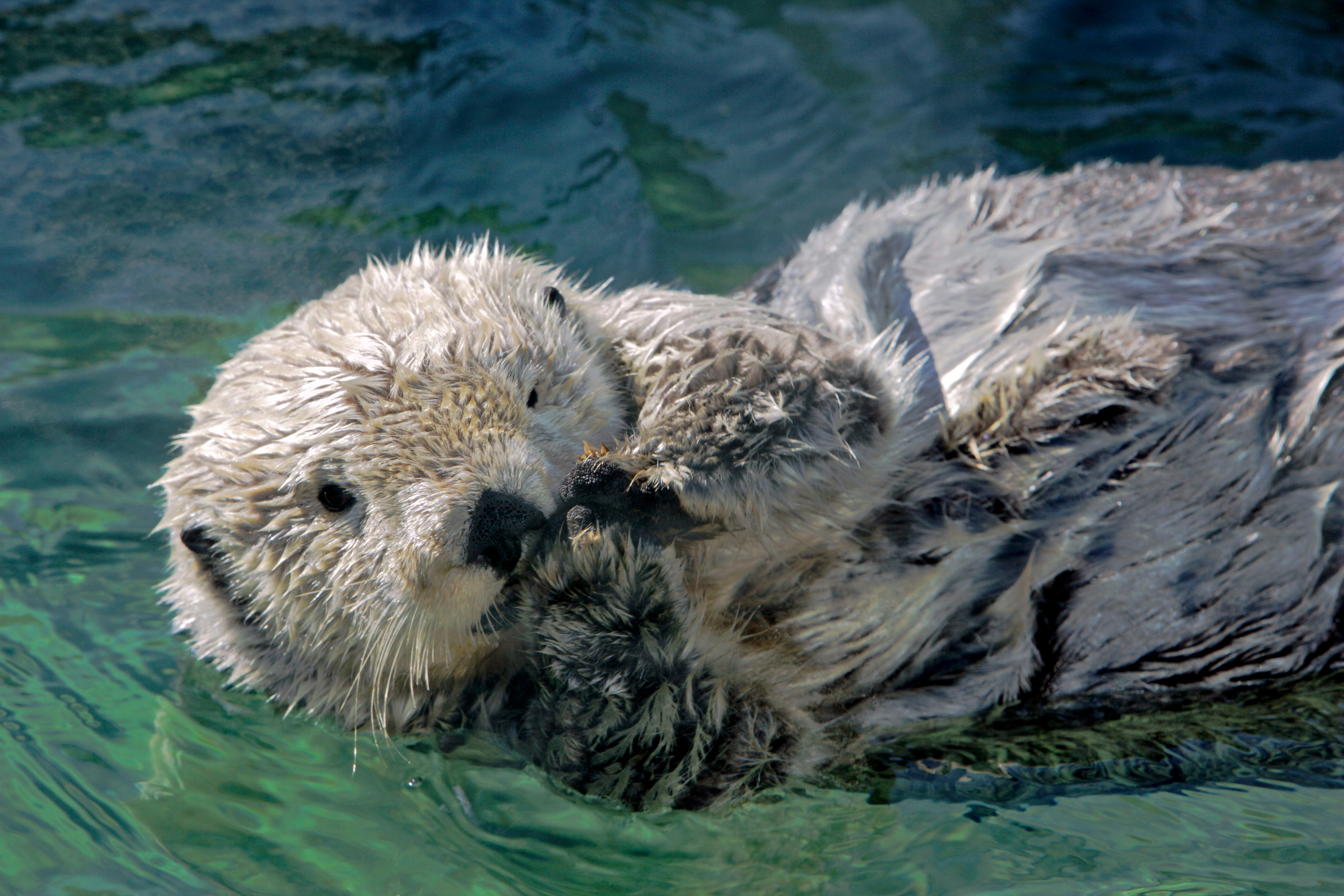 photo of an otter up close
